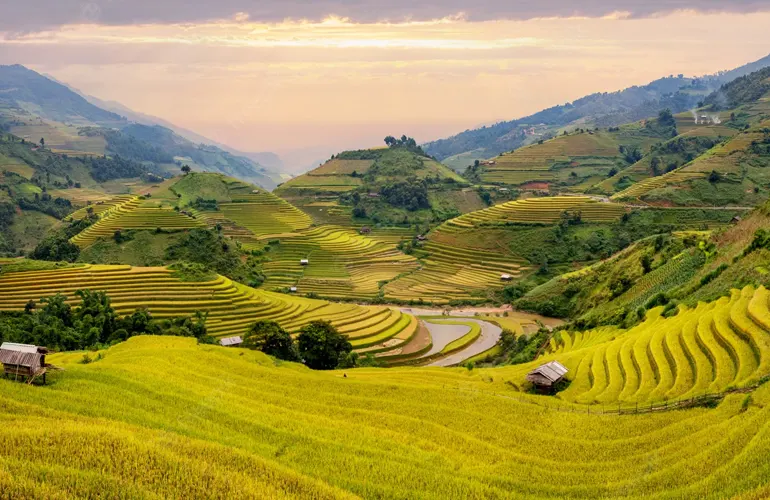 Les rizières en terrasse a Sapa